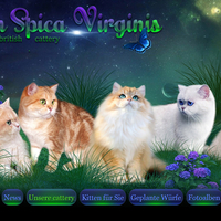 Сайт для питомника британских кошек