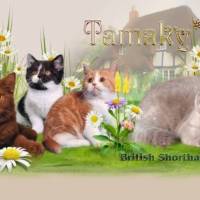 Сайт для кошек. Питомник Тамаки