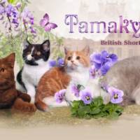 Сайт для кошек. Питомник Тамаки